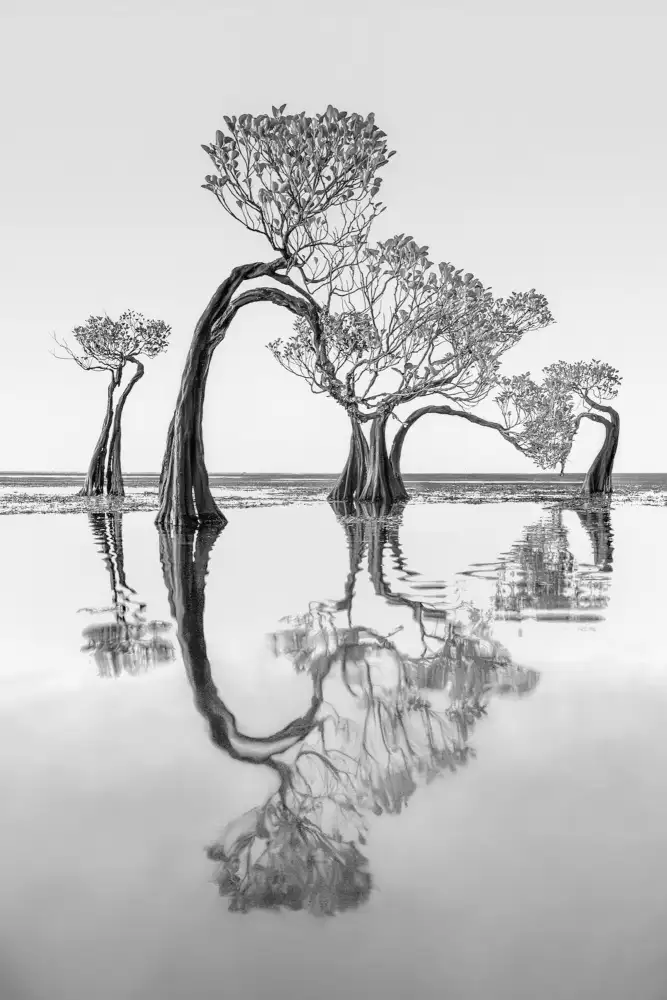 Wu, Irene: Alberi danzanti