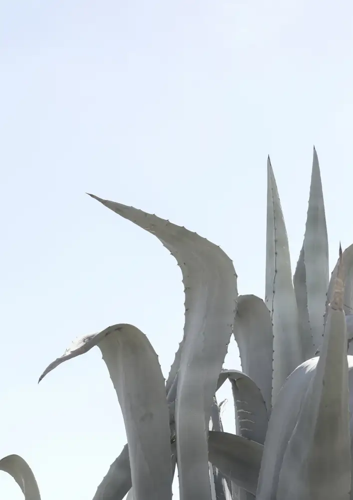 Clint, by Shot: Charmante Agave