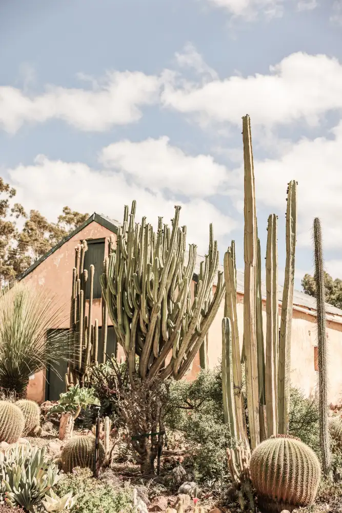 Clint, by Shot: Karoo-Garten