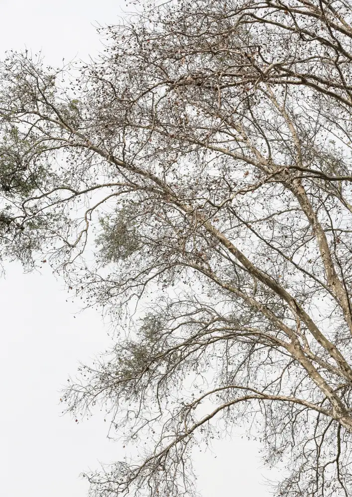 Clint, by Shot: Einfacher Baum