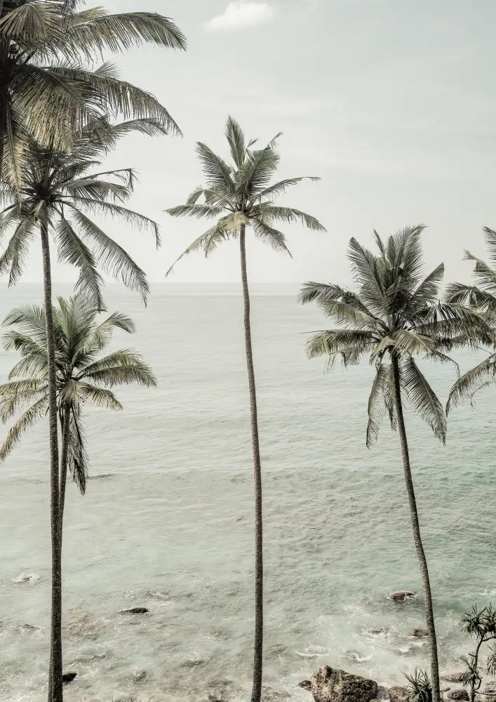 Clint, by Shot: Sogni tropicali