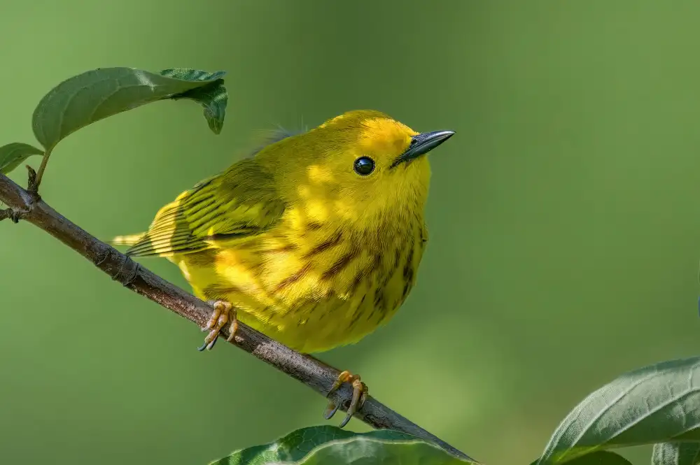 Xu, Jian: Gelber Waldsänger