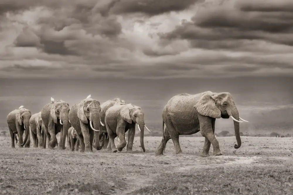 Khataw, Ali: Follow the Leader