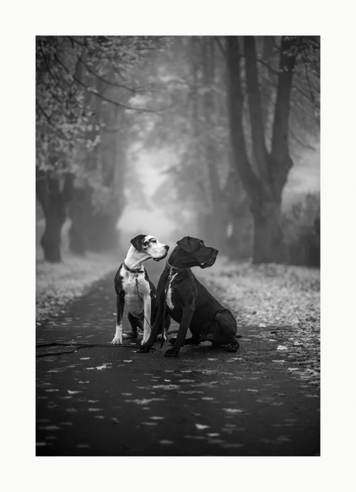 Sundlo, Walter Ole: Deutsche Doggen