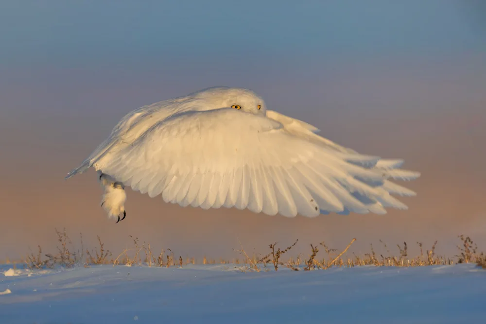 Zuo, Jun: Harfang des neiges