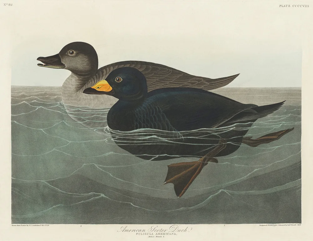 Audubon, James John: American Scoter Duck From Birds of America (1827)