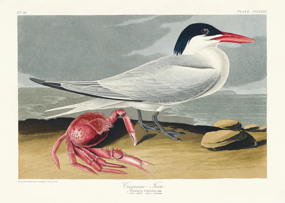 Audubon, James John: Cayenne Tern z Birds of America (1827)