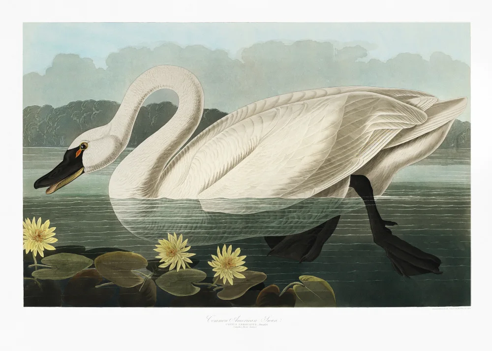 Audubon, James John: Common American Swan From Birds of America (1827)