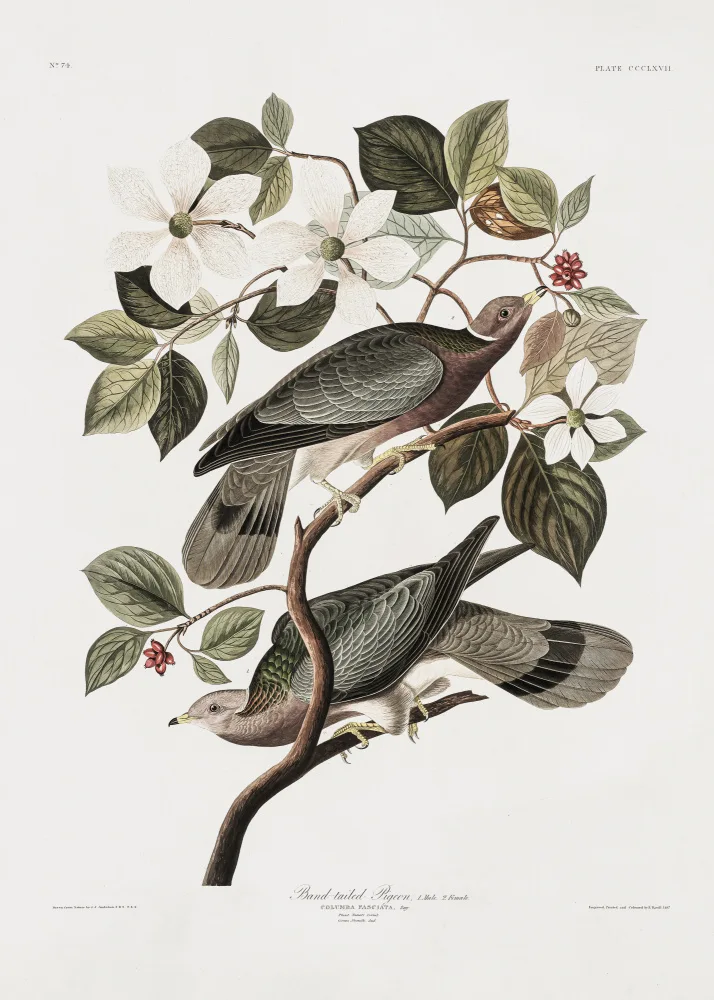 Audubon, James John: Brand Tailed Pigeon From Birds Of America (1827)