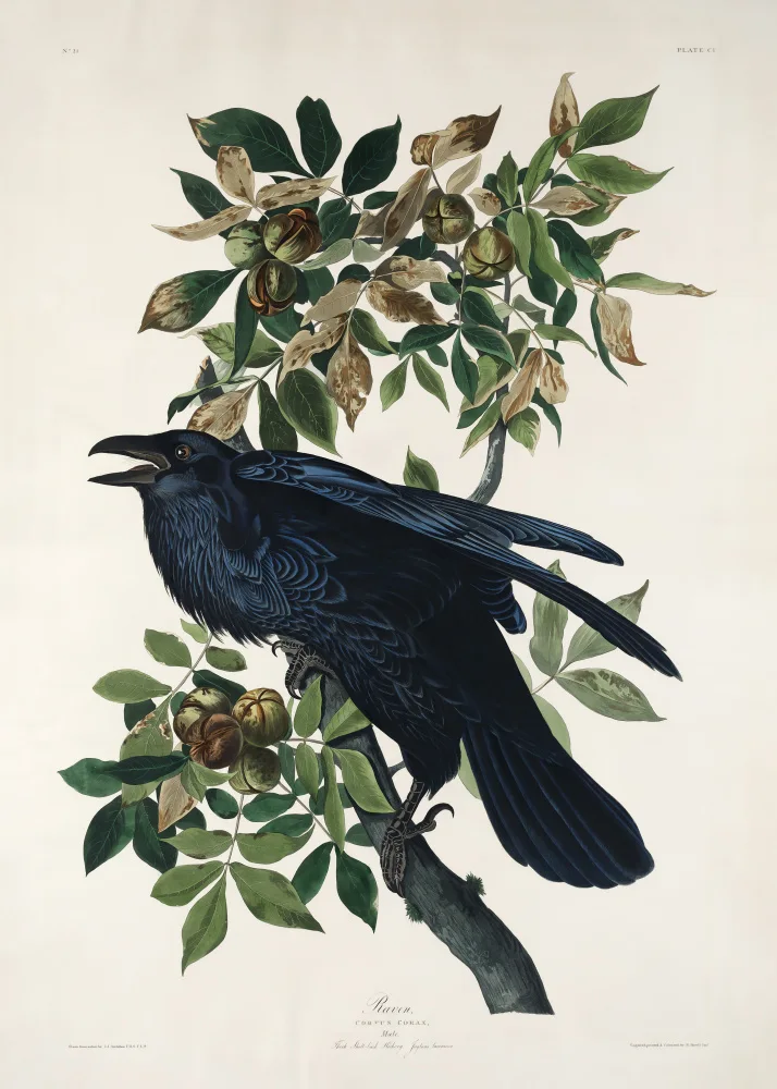 Audubon, James John: Raven From Birds of America (1827)