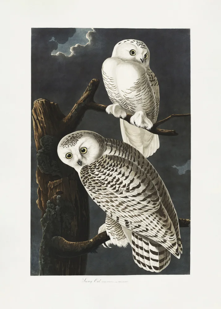 Audubon, James John: Sněžná sova z Birds of America (1827)