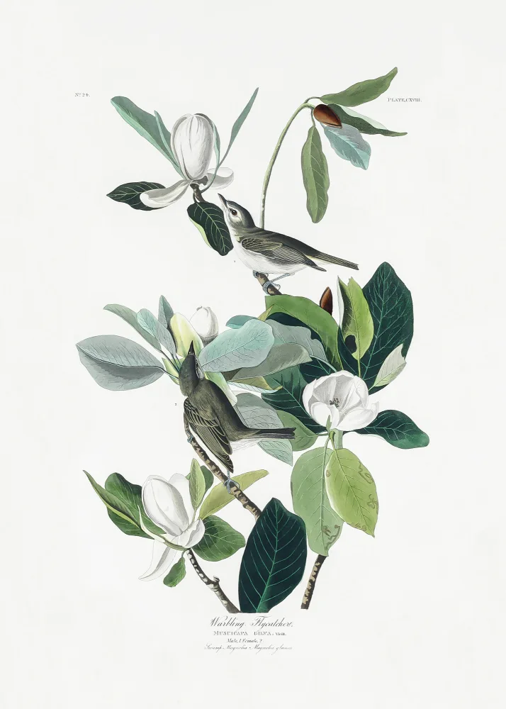 Audubon, James John: Warbling Flycatcher From Birds of America (1827)