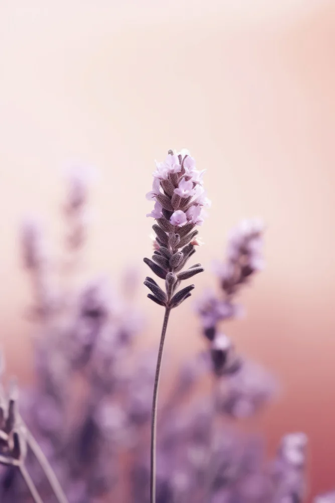 Treechild: Detalle de lavanda