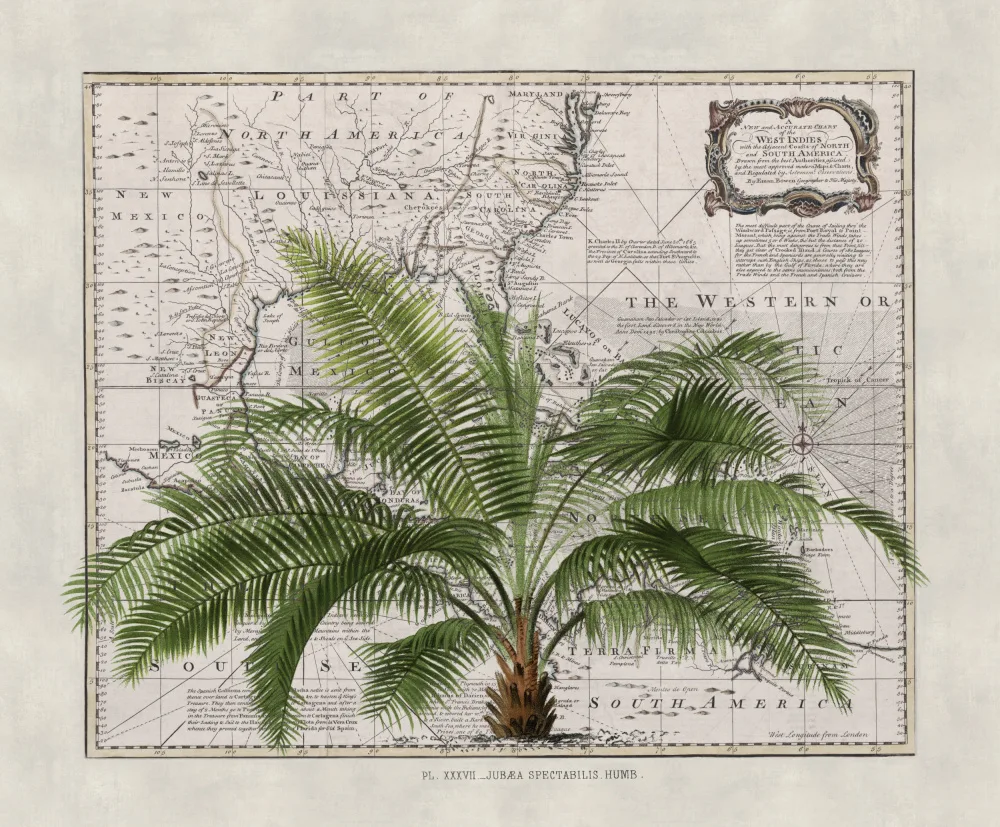 Haase, Andrea: Empire Tropical No2