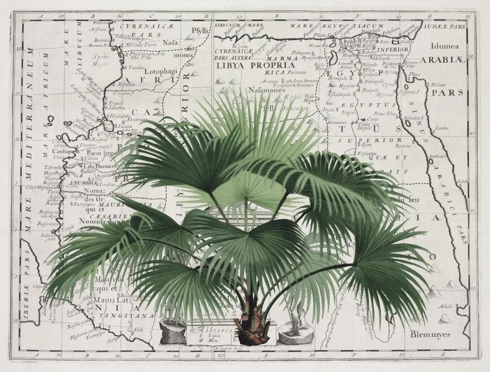 Haase, Andrea: Empire Tropical No3