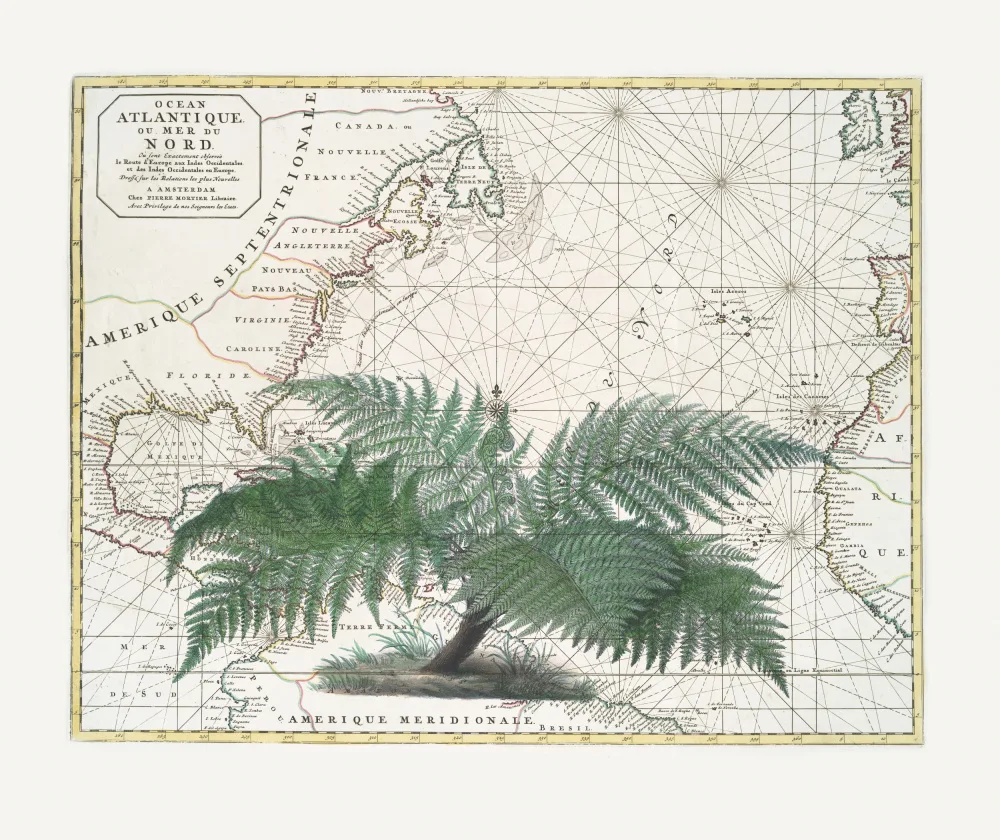 Haase, Andrea: Empire Tropical No4