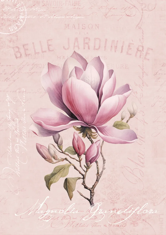 Haase, Andrea: Rose Magnolia No2