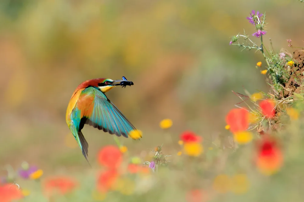 Dominguez, Miguel Andres: Colori primaverili