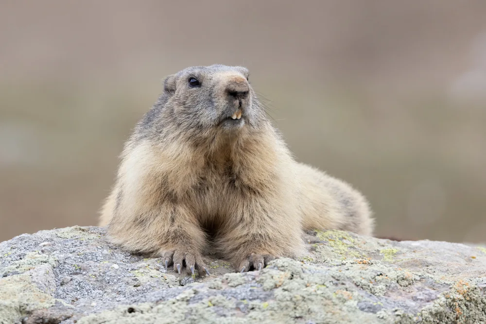 Bolla, Paolo: Marmotte