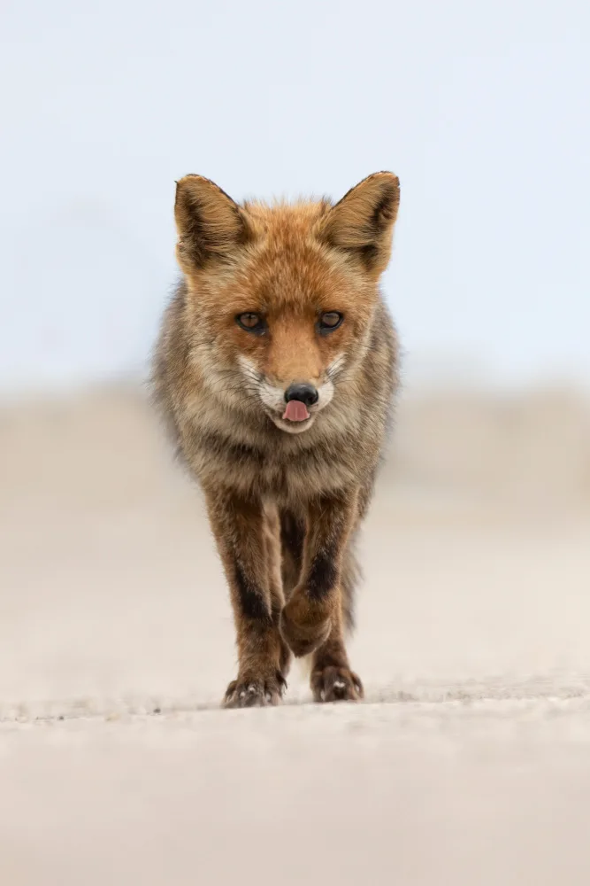 Bolla, Paolo: Renard rouge