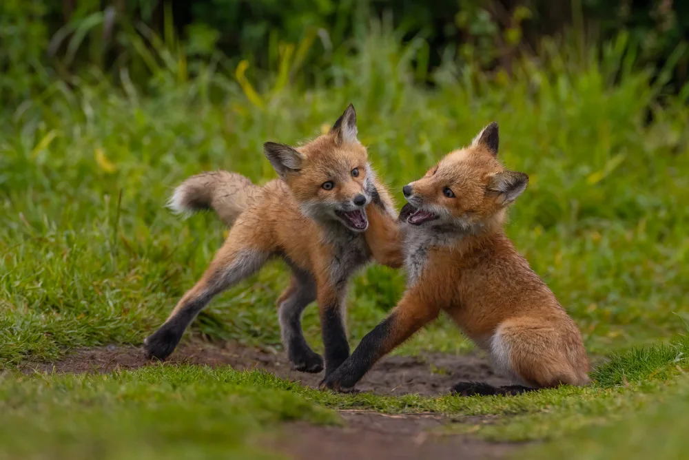 Huang, Johnson: roter Fuchs