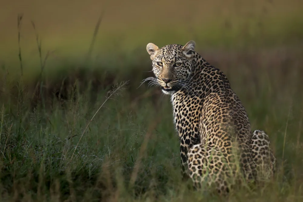Roshkumar: Leopardo africano...