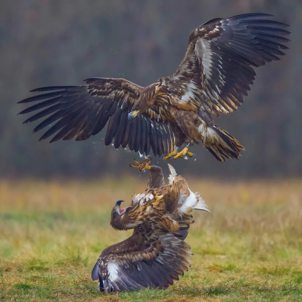 Manusevich, David: L'aquila combatte