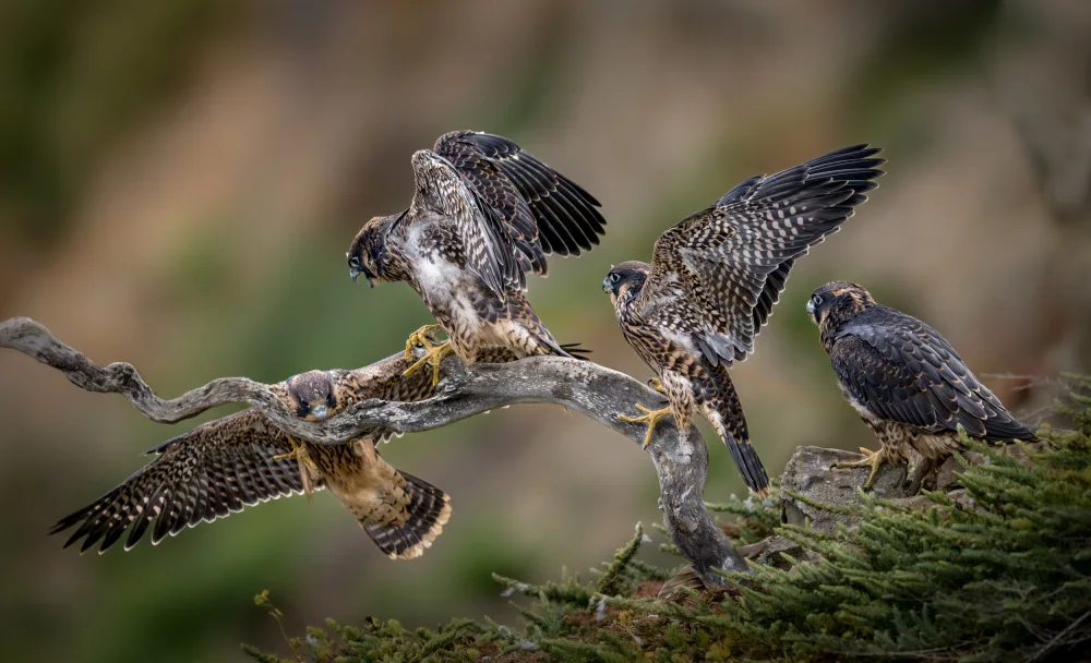 Li, Wanghan: ¡Vamos! ¡Tu puedes hacerlo! - 4 juveniles de halcón peregrino