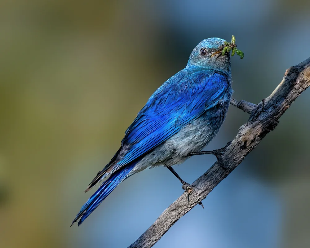 Xu, Jian: Mountain bluebird