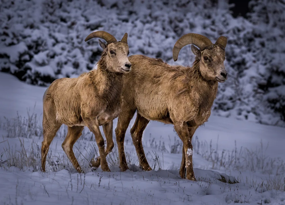 Li, Wanghan: Bighorn - Parque Nacional Rocky Mtn