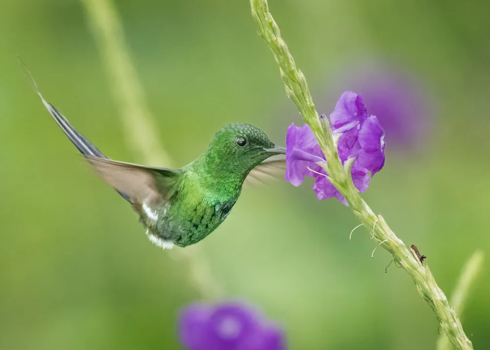 Chen, Ming: Un colibrì rifornitore