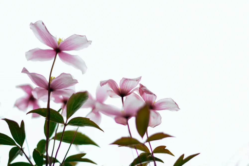 Ambrose, Dahlia: Fleurs de clématites - High Key