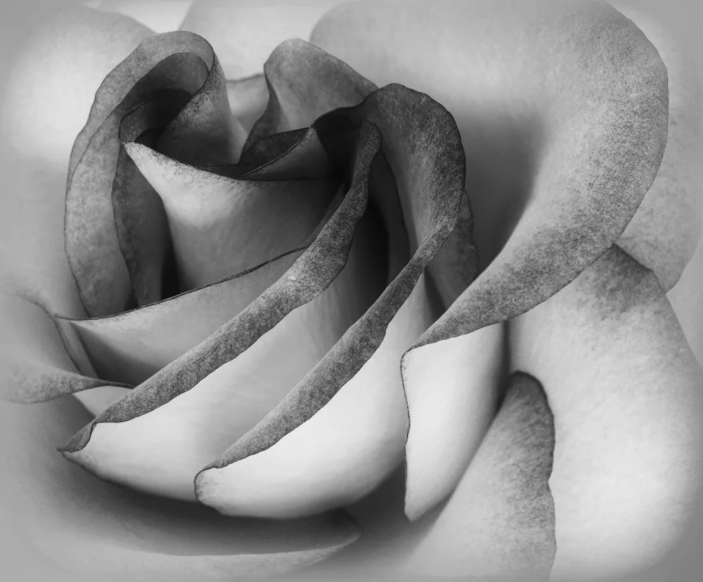 Roth, Ray C.: Schatten einer Rose