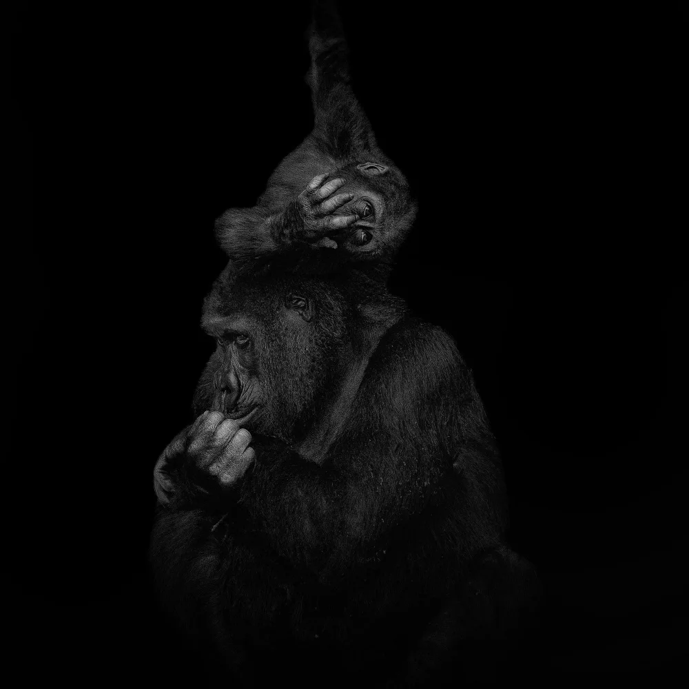 Tsikiridis, Georgios: Gorilla giocoso