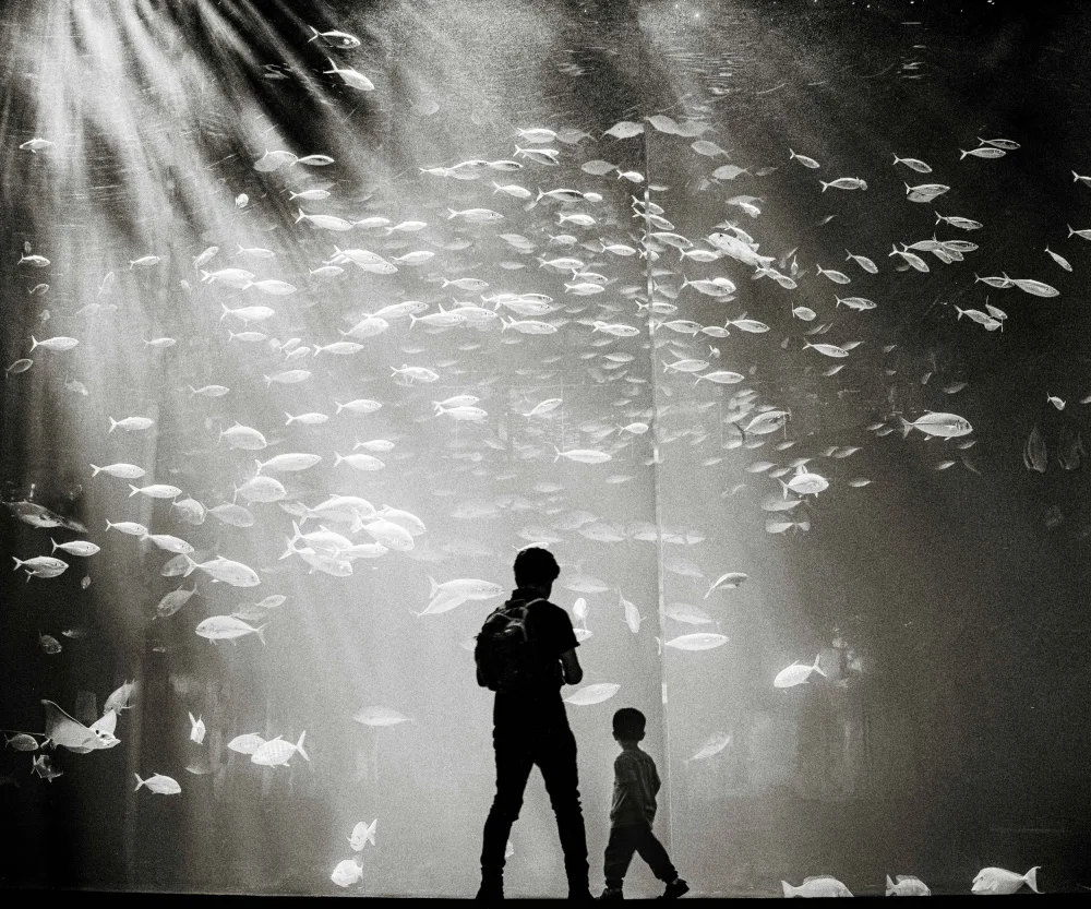 Hagiwara, Kenichiro: Sognando all'Acquario