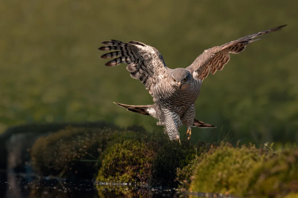 Horst, ter Gert: Di fretta