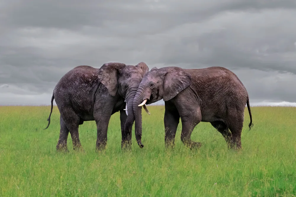 Zuo, Jun: Poussée de Tai Chi Éléphant