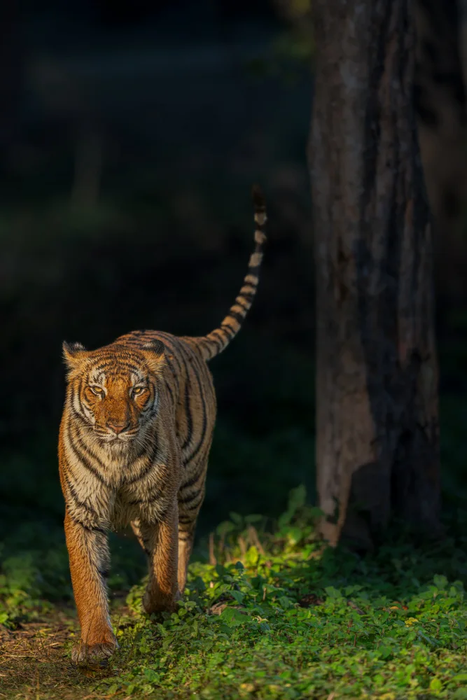 Bhatia, Yogesh: bellezza