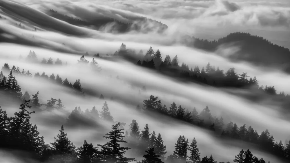 Zhang, Johnny: Foreste