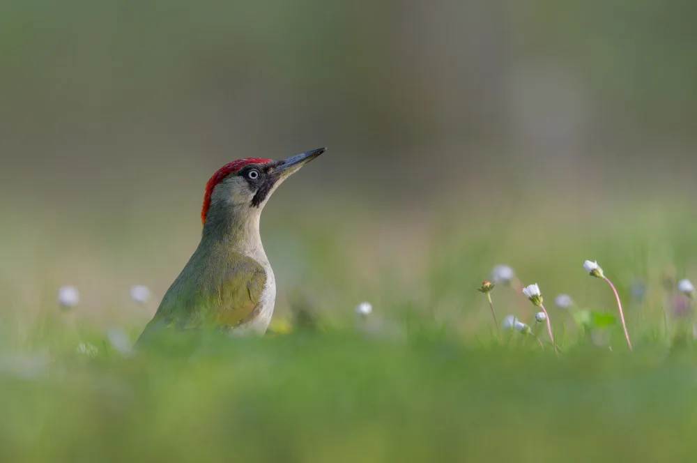 Rossini, Alessandro: Bellezza verde