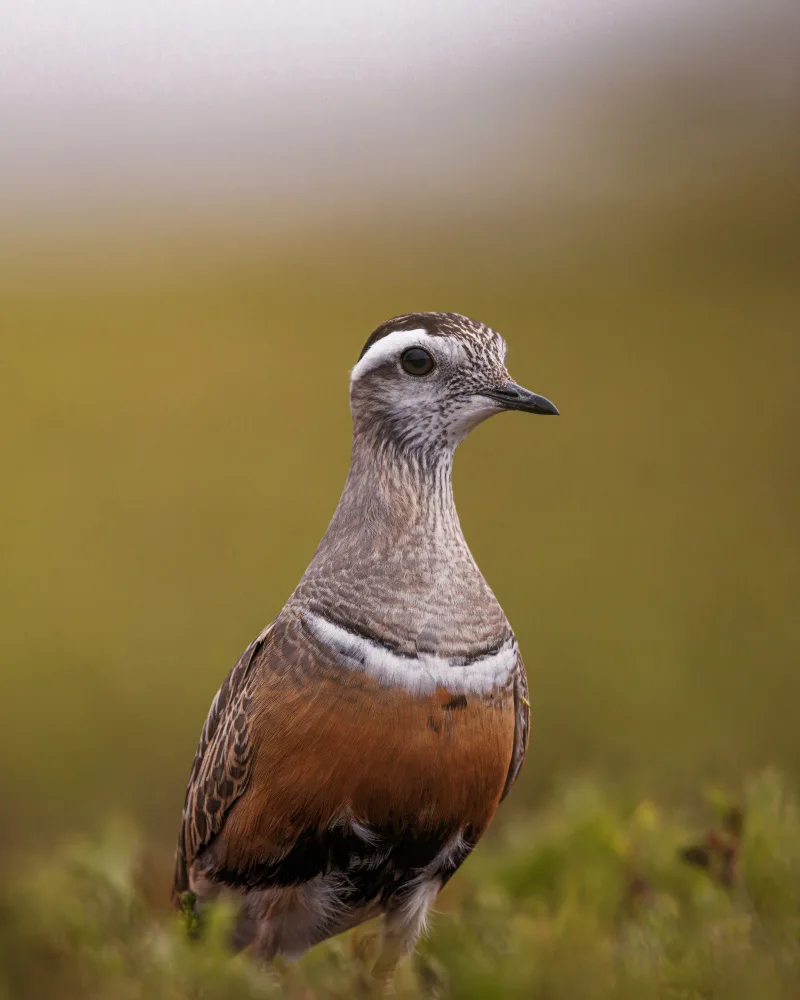 Renmyr, Magnus: Zvědavý dotterel