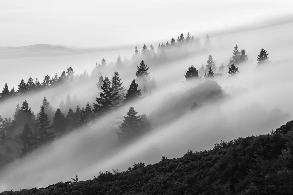 Li, Ryan: Fließender Nebel