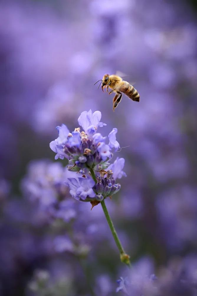 Kazun, Andrii: Volo di lavanda...