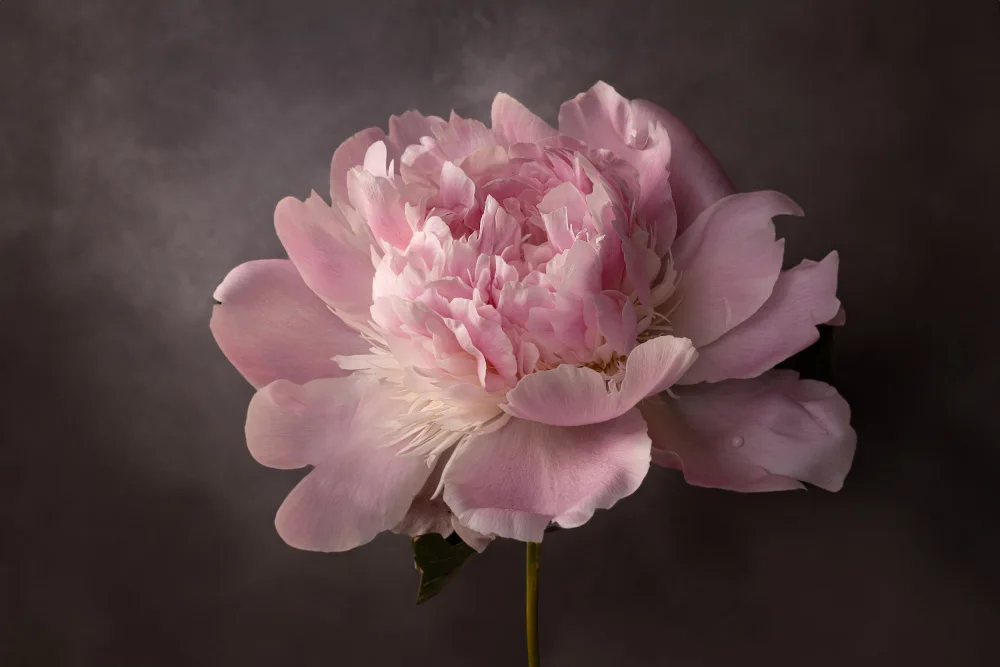Fischer, Mirjam: Pivoine