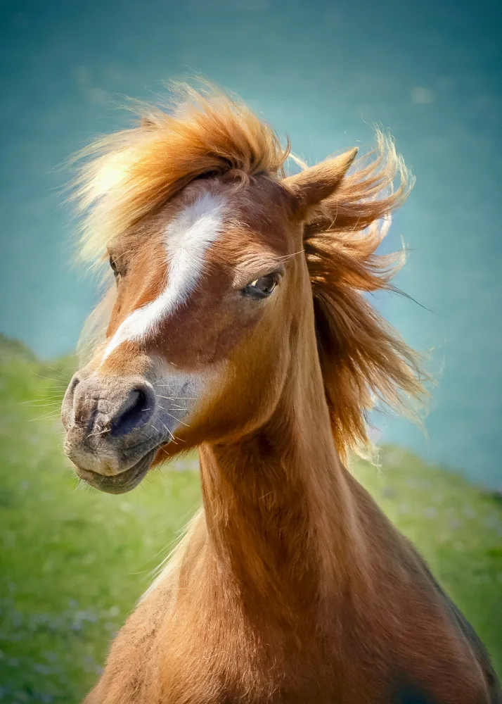 Repelnig, Hans: Cavallo felice