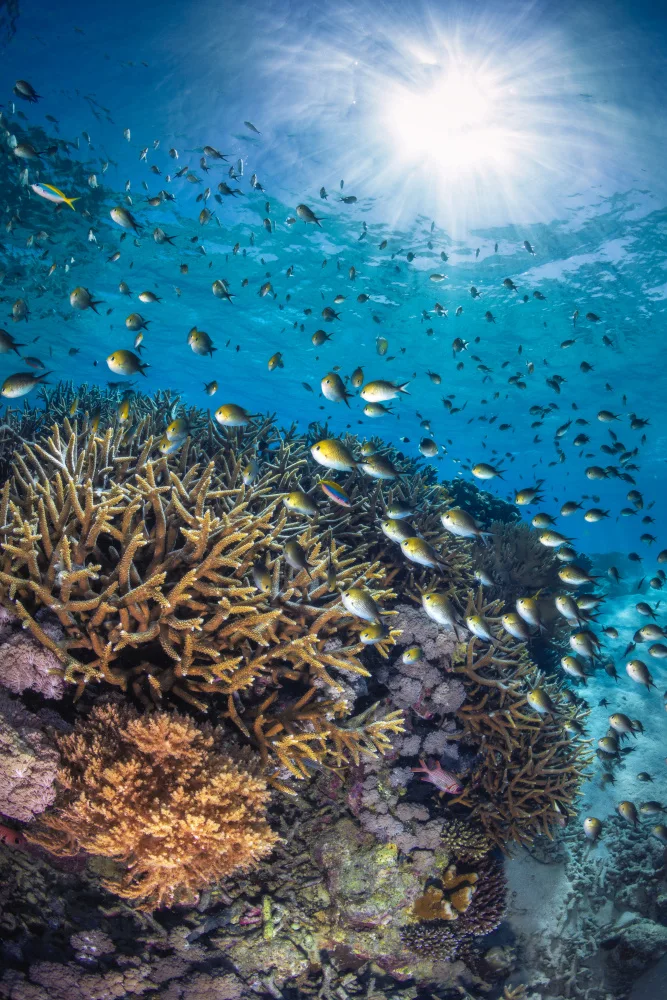 Gabriel, Barathieu: La castagnola in controluce