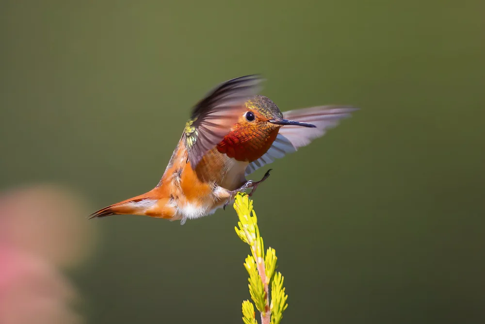 Huang, Johnson: Colibrì