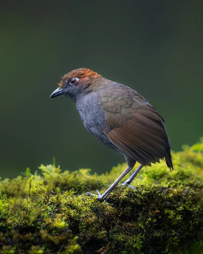Wei, and Siyu: Antpita coronata di castagne