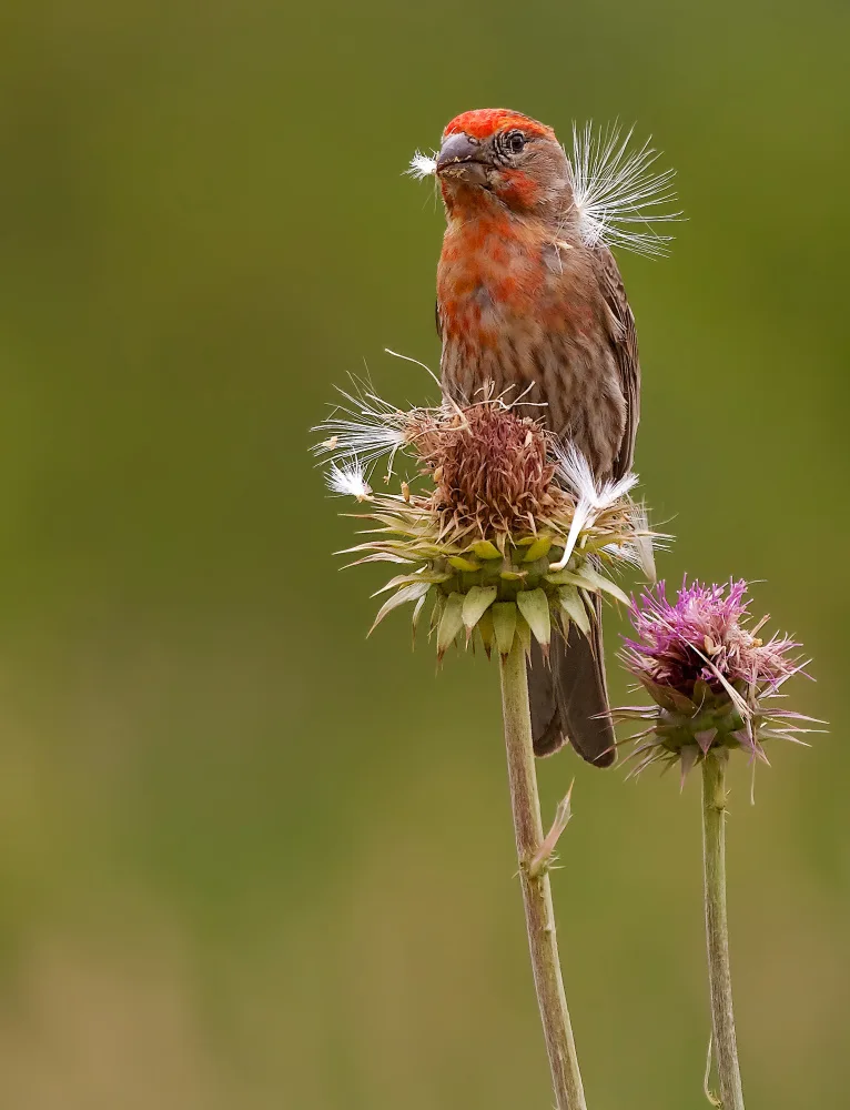Verdon: Casa Finch su un cardo