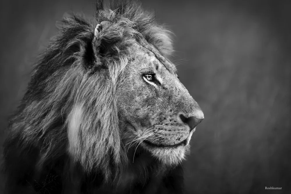 Roshkumar: Sguardo maestoso...
